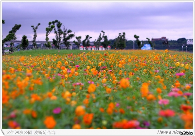 (Canon 350D) 大佳河濱公園的波斯菊花海