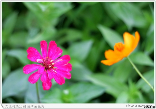 (Canon 350D) 大佳河濱公園的波斯菊花海