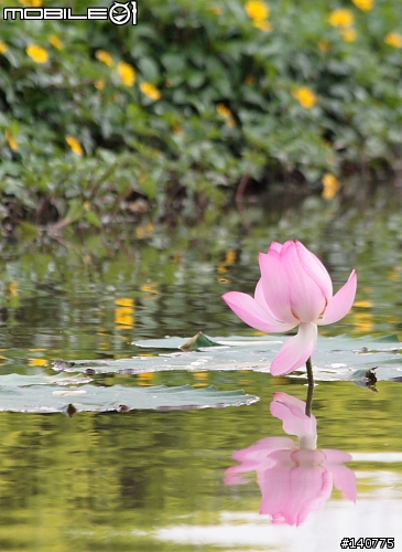 [350D] 桃園 新屋花海