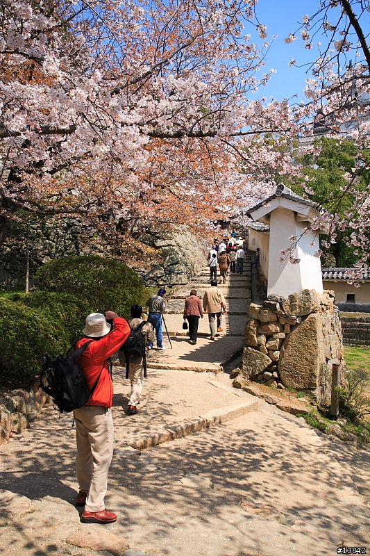 2006 SAKURA PART2