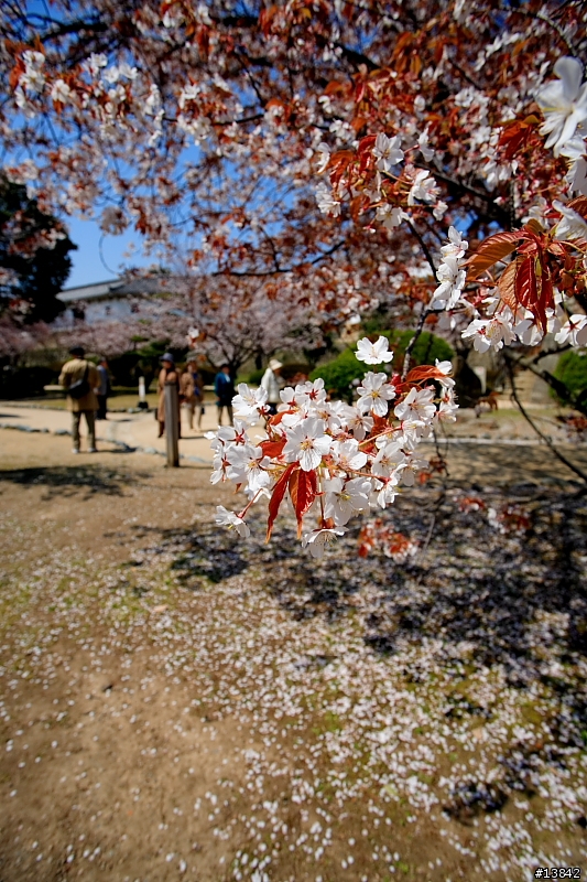 2006 SAKURA PART2