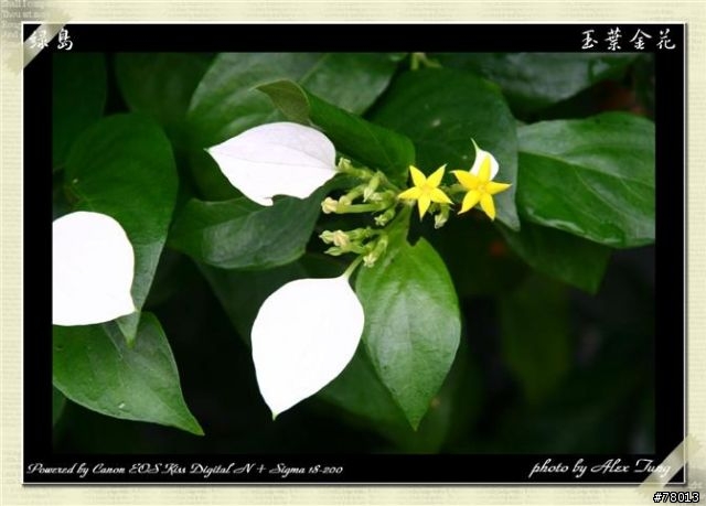 [分享]最近出遊拍的照片---花東綠島三日遊 (6/12 新增娜路灣大酒店照片)