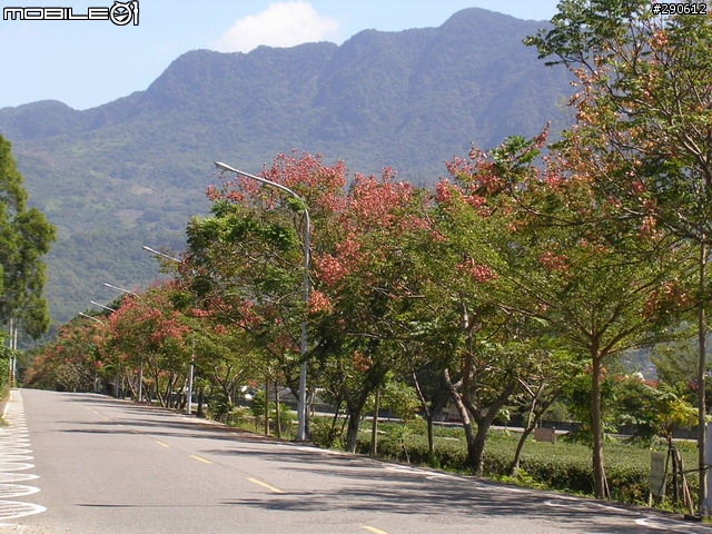 [景點]台東 鹿野