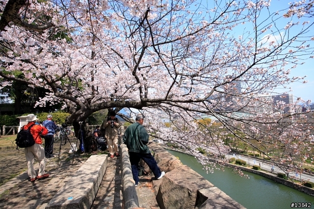 2006 SAKURA PART2