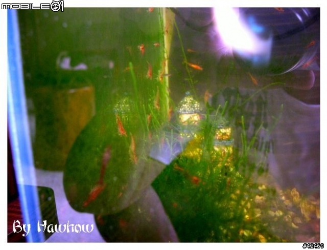 魚缸變蝦缸