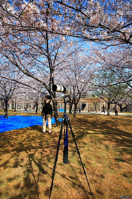 2006 SAKURA PART2