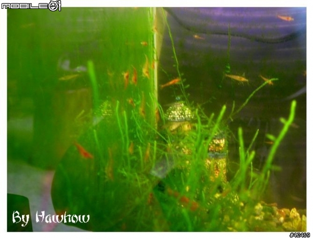 魚缸變蝦缸