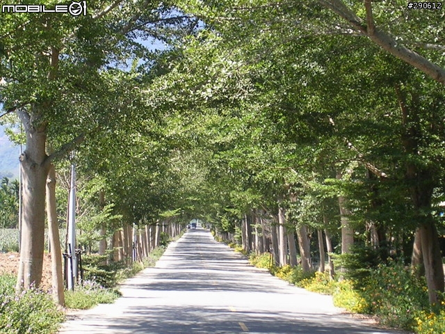 [景點]台東 鹿野