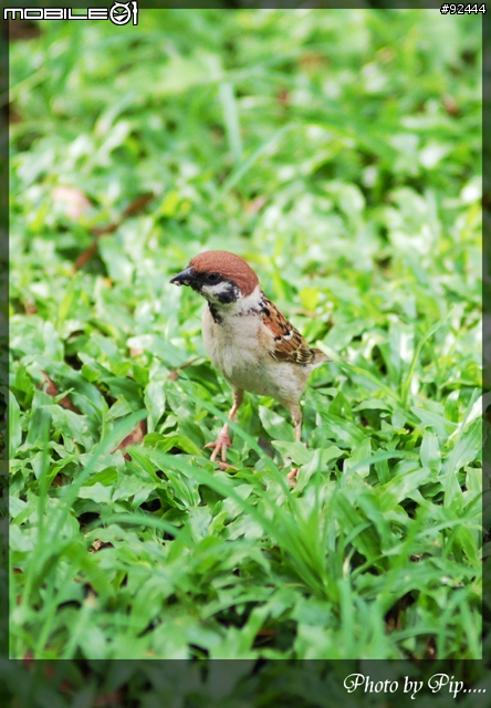 *****  冷門的好鏡 Nikon AF 180mm F2.8 來到我家啦 *******