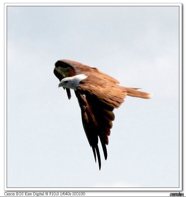 用小小白打老鷹，請各位先進指教