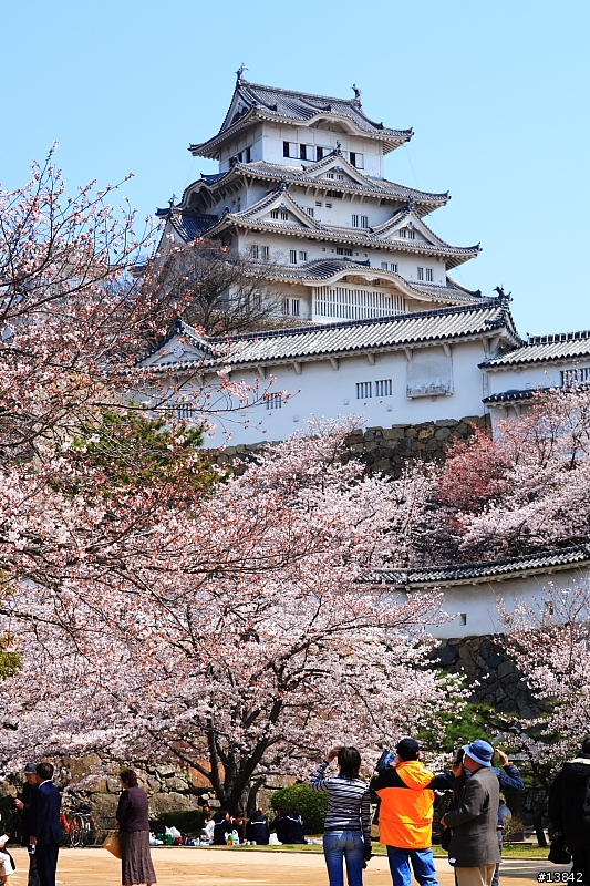 2006 SAKURA PART2