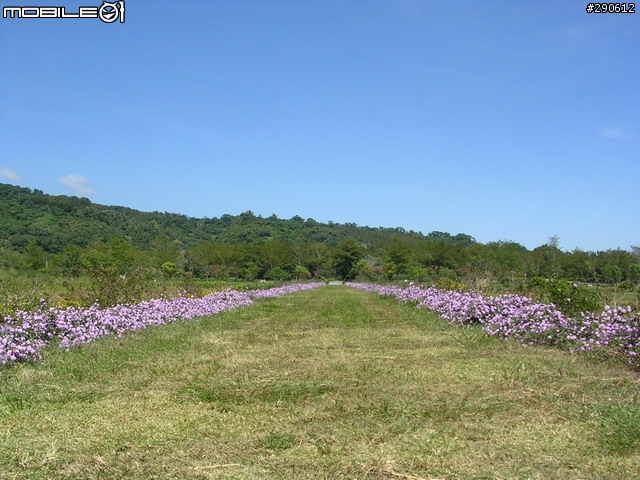 [景點]台東 鹿野