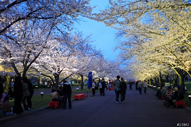 2006 SAKURA PART2