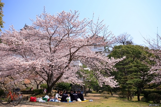 2006 SAKURA PART2