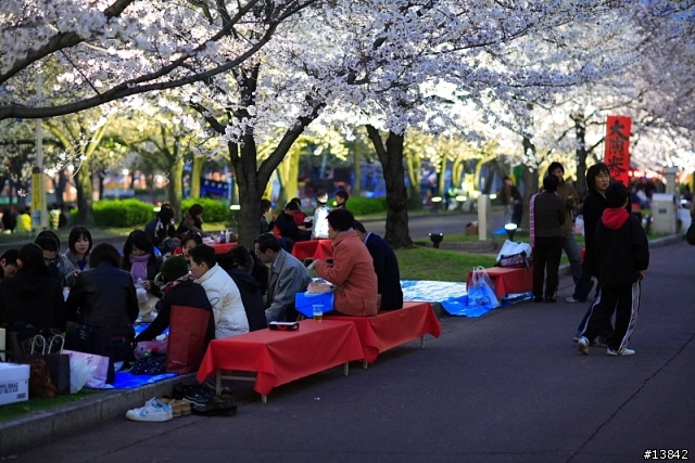 2006 SAKURA PART2