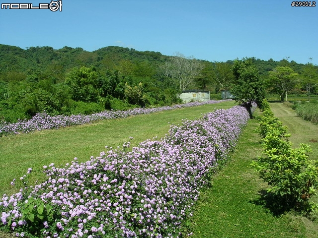 [景點]台東 鹿野