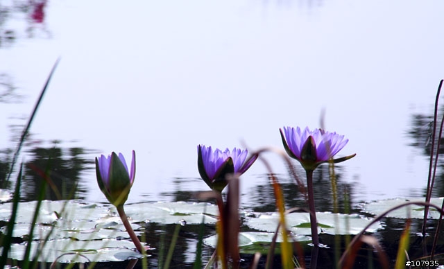 350D+Sigma18-200mm 效果還是不錯地,開心啊