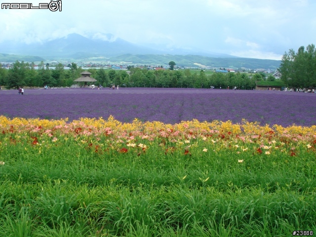 [分享] 060720 北海道富良野富田農場