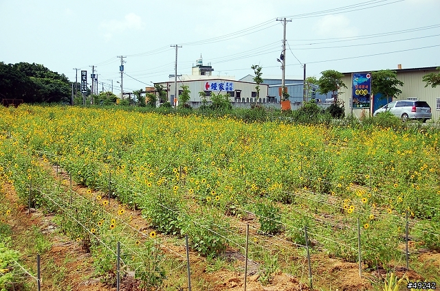青林農場 南洋風味主題餐廳