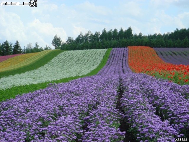 [分享] 060720 北海道富良野富田農場