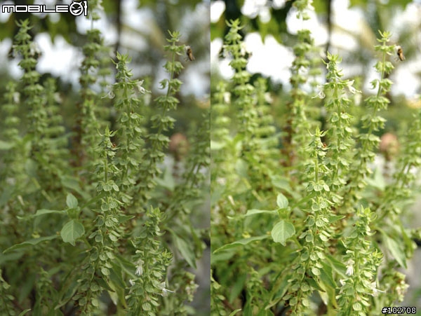 [問題] D50拍出來的效果怎麼有點暗呢??