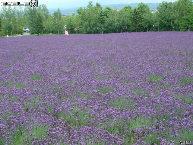 [分享] 060720 北海道富良野富田農場