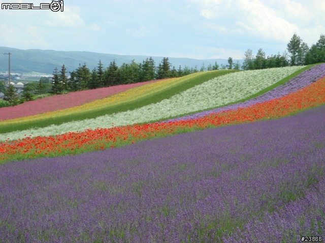 [分享] 060720 北海道富良野富田農場