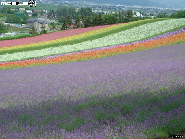 [分享] 060720 北海道富良野富田農場