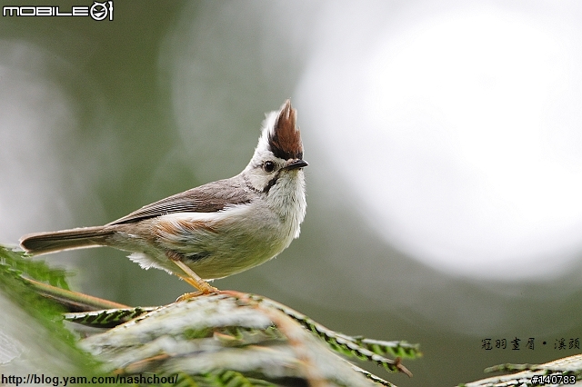 [分享]Canon EF 600mm F/4L IS USM（開箱、陽明山＆溪頭實戰）