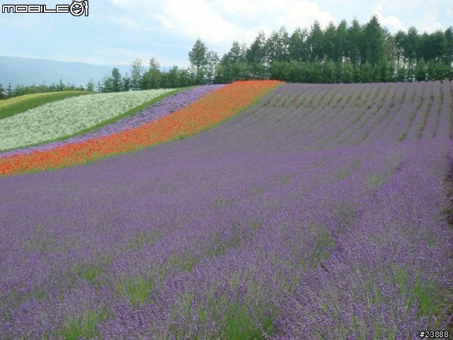 [分享] 060720 北海道富良野富田農場