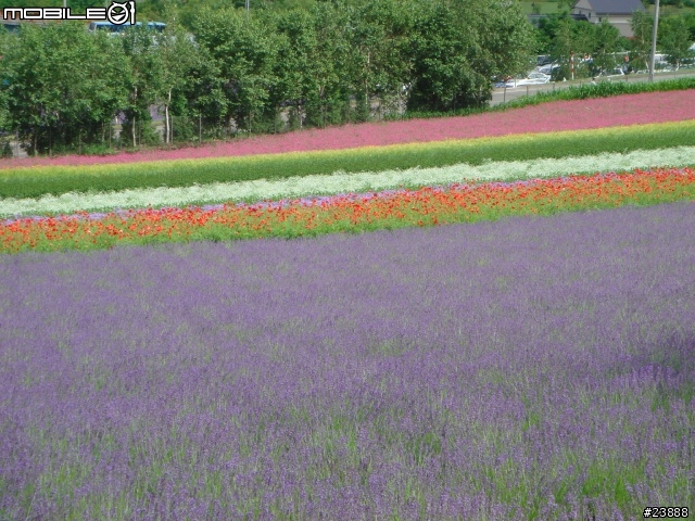 [分享] 060720 北海道富良野富田農場