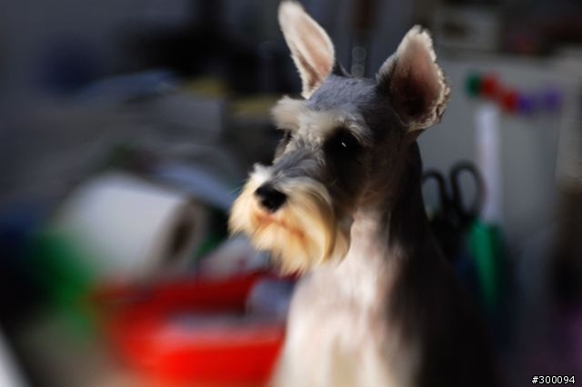 Lensbaby  移軸鏡頭F2.0 大光圈版