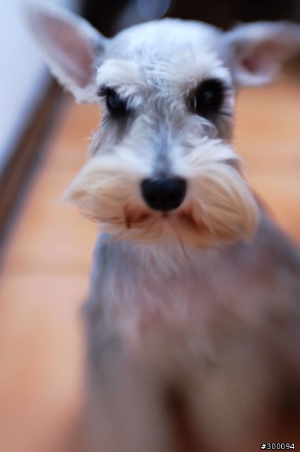 Lensbaby  移軸鏡頭F2.0 大光圈版