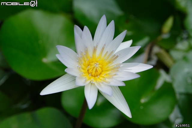 [350D] 湖畔、花時間