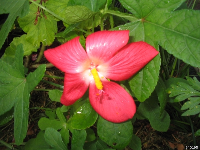 [疑問]請問哪位能辨識這朵花？謝謝