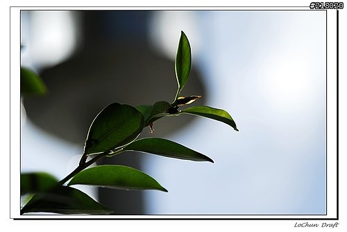 [長期貼圖分享]老鏡頭的魅力!!