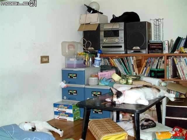 輕鬆一下!!  猜猜看有幾隻貓??????