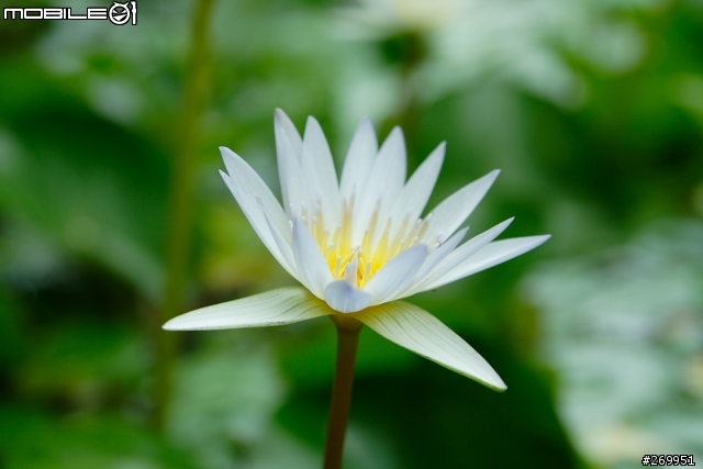 [350D] 湖畔、花時間