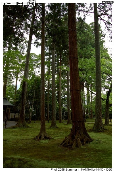 [D50]關西九日遊 Day5&6---嵐山、天龍寺、大原&三千院