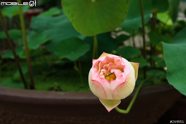 [350D] 湖畔、花時間