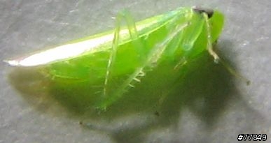 請教～這隻小蟲子的名稱