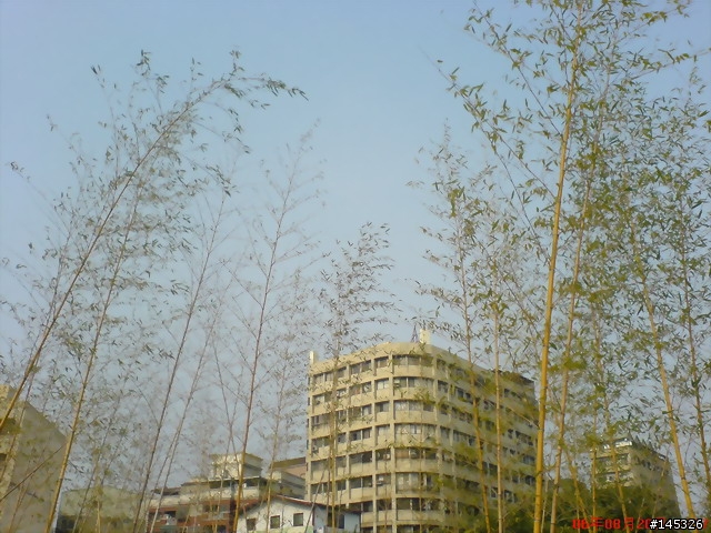 se w800i拍攝中正公園竹林
