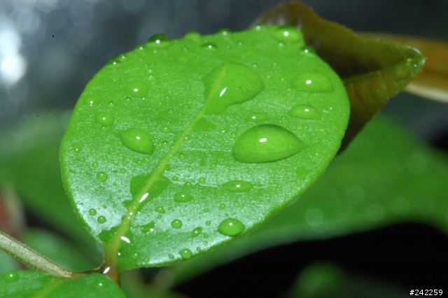 Nikon AF 60mm/F2.8 Micro 初體驗 .....