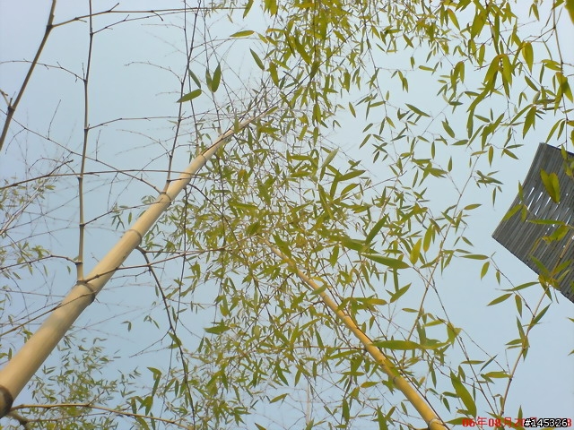 se w800i拍攝中正公園竹林