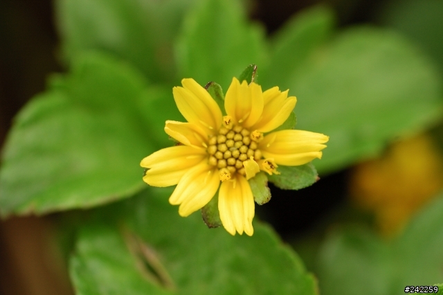 Nikon AF 60mm/F2.8 Micro 初體驗 .....