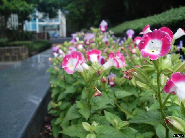 [自家人對打]N93 VS N80 VS N73 300萬級拍照測試