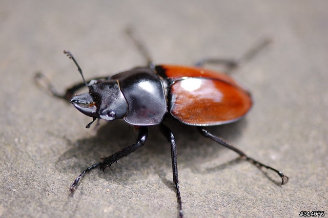 D50 + Nikon micro VR 105mm