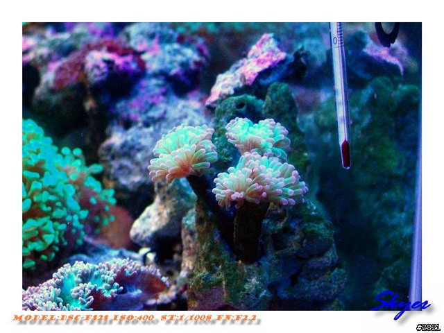 更新造景後的海水缸-->圖多