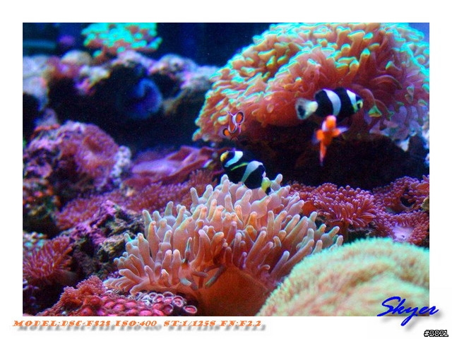 更新造景後的海水缸-->圖多