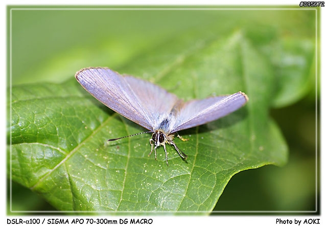 [開箱文]窮人的優質小光圈長焦鏡-SIGMA APO 70-300mm DG(貼圖區)